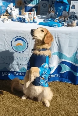 Dog Rash Guard “Turtle Sleeves”- Discontinued 3 Dog Rash Guard “Turtle Sleeves”- Discontinued